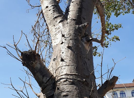 tanzania/dar-es-salaam/landmark/baobab-tree