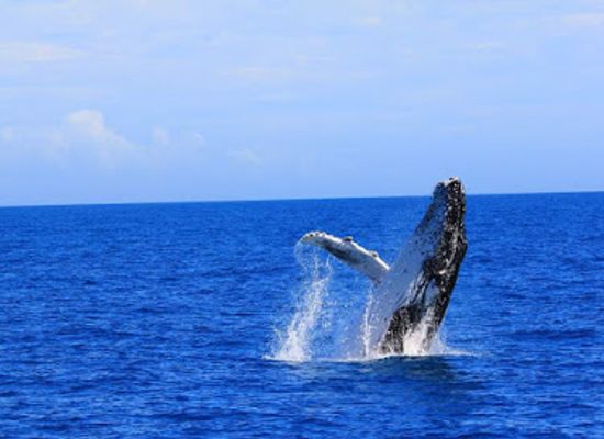 australia/fraser-coast/landmark/blue-dolphin-marine-tours