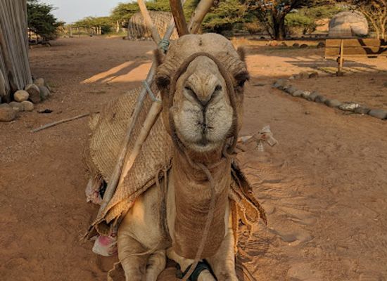 djibouti/loyada/landmark/decan-refuge