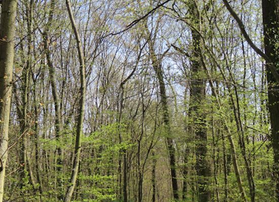 austria/vienna-woods/landmark/promenade-horndlwald