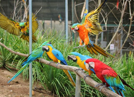 australia/sunshine-coast/landmark/maleny-botanic-gardens-bird-world