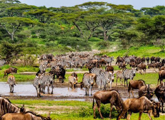 tanzania/kilimanjaro-region/landmark/kiliserengoro-tours-kilimanjaro-hiking-company-tanzania-2-3-4-5-days-safari-serengeti-migration-tour-operators-in-moshi