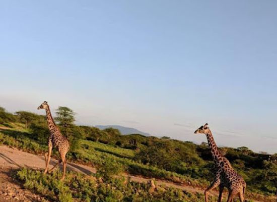 kenya/mombasa/landmark/natural-world-kenya-safaris-mombasa