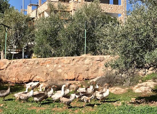 jordan/ajloun-highlands/landmark/jerash-dibeen-eco-farm-house