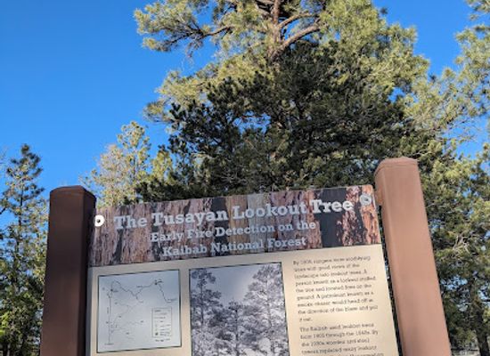 arizona/kaibab-national-forest/landmark/the-tusayan-lookout-tree