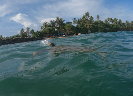 sri-lanka/mirissa/landmark/snorkeling-turtles-in-mirissa
