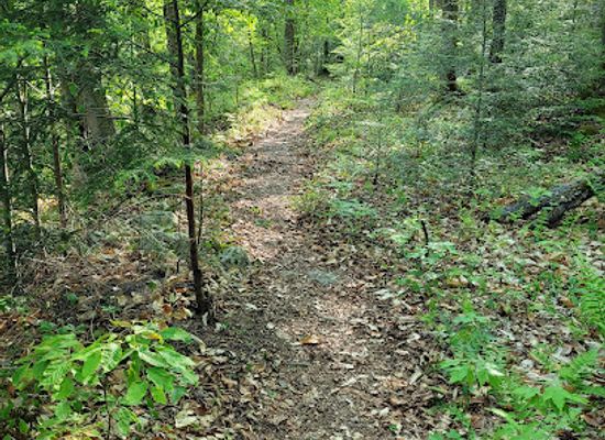 pennsylvania/anthracite-coal-region/landmark/old-loggers-path