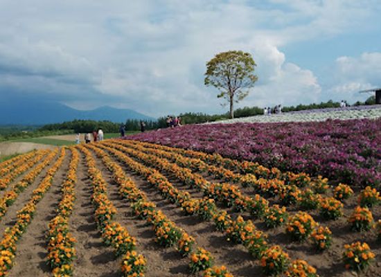 japan/hokkaido/landmark/panoramic-flower-gardens-shikisai-no-oka