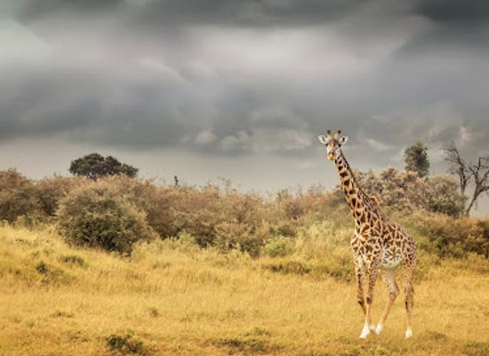 kenya/tsavo-region/landmark/maasai-mara-national-reserve