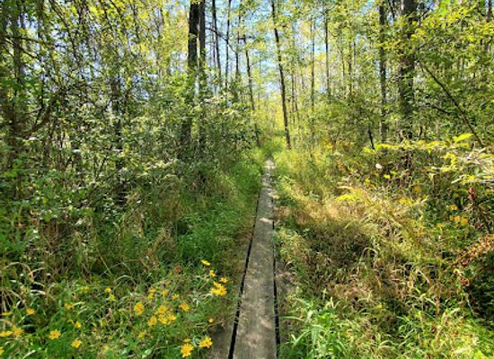 wisconsin/kettle-moraine-state-forest/landmark/spruce-lake-bog
