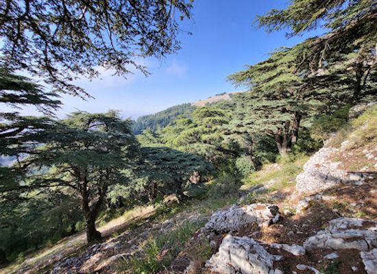 lebanon/al-shouf-cedar-nature-reserve/landmark/arz-al-shouf-ghabat-al-barouk