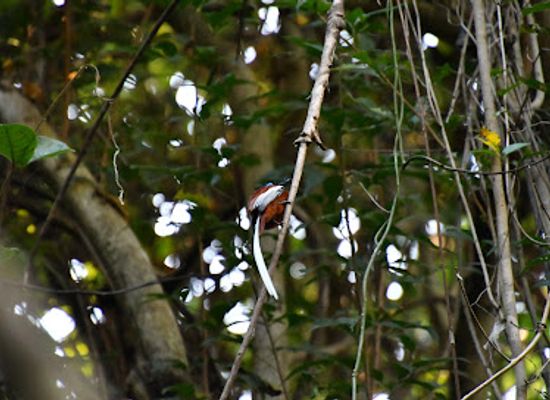 madagascar/ankarafantsika-national-park/landmark/circuit-retendrika-ankarafantsika-national-park
