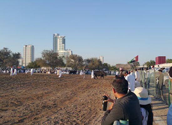 united-arab-emirates/fujairah-beaches/landmark/fujairah-bull-fighting