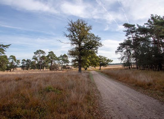 netherlands/hoge-veluwe-national-park/landmark/deelerwoud