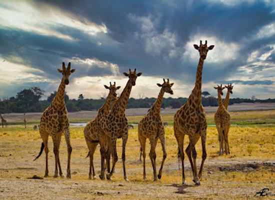 botswana/kgalagadi-transfrontier-park/landmark/moremi-game-reserve