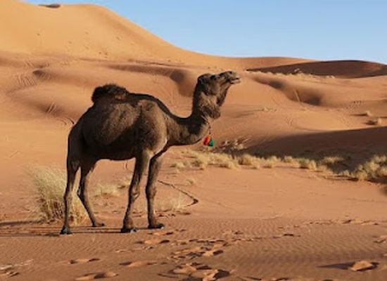 morocco/sahara-desert/landmark/morocco-sahara-desert-travel