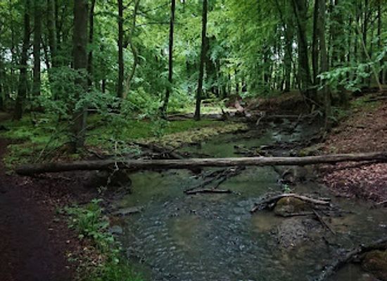 denmark/nastved/attraction/councilman-garden-herlufsholm-forest