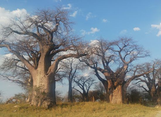 botswana/kalahari-desert/landmark/nxai-pan-national-park