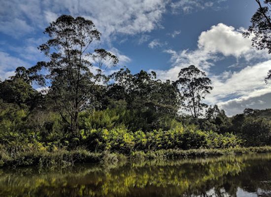 madagascar/vakinankaratra/landmark/andasibe-mantadia-national-park