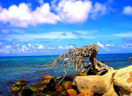 aruba/noord/landmark/antilla-shipwreck
