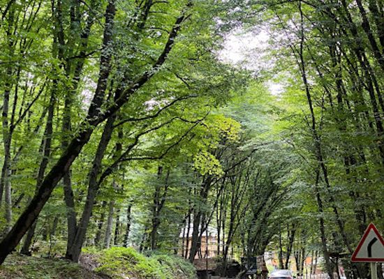 azerbaijan/quba/landmark/gachrash-forest-recreational-area