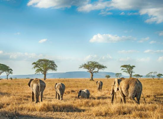 tanzania/ruaha-national-park/landmark/serengeti-national-park