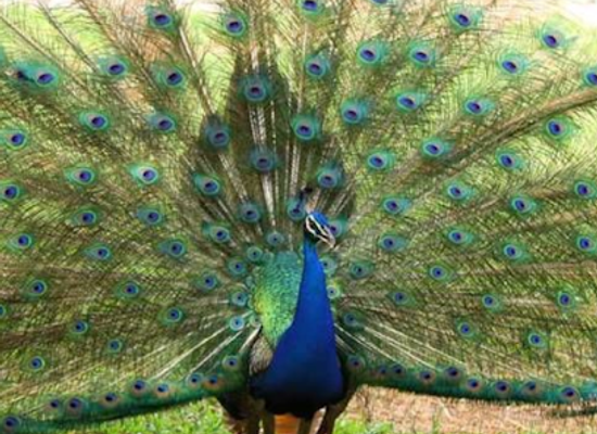ghana/ashanti-region/landmark/kumasi-zoological-gardens