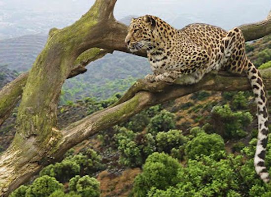 rwanda/volcanoes-national-park/landmark/african-travellers-ltd