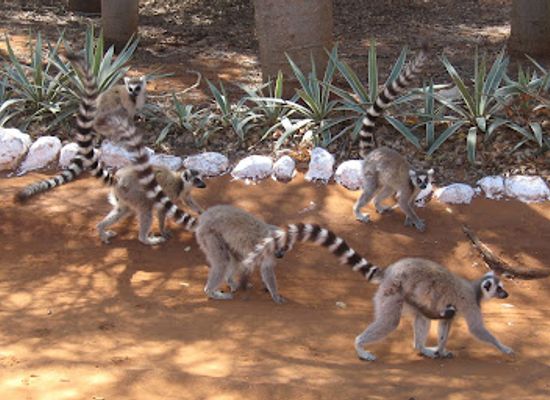 madagascar/androy/landmark/berenty-reserve