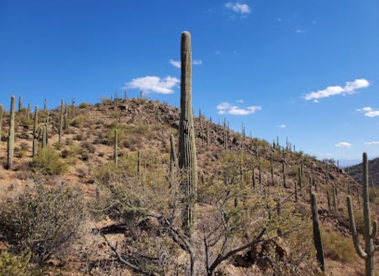 arizona/verde-valley/landmark/reid-park-zoo