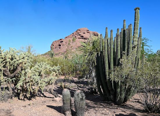 arizona/sonoran-desert/landmark/desert-botanical-garden