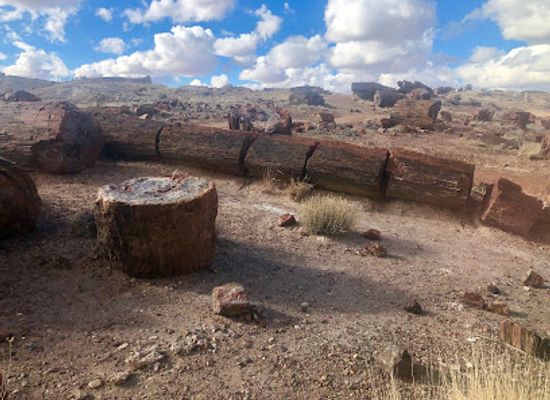 arizona/petrified-forest-national-park/landmark/agate-bridge