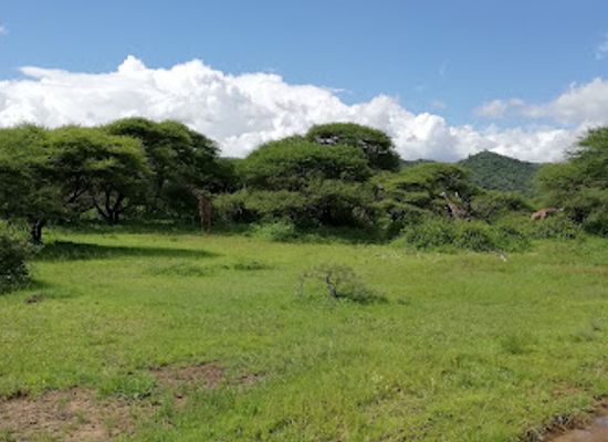 tanzania/masai-steppe/landmark/lake-manyara-national-park