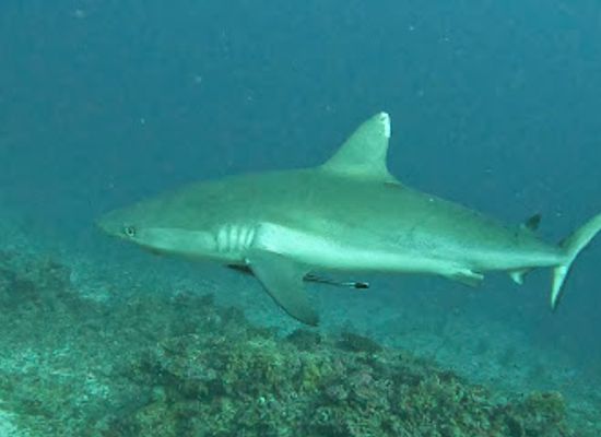 maldives/guraidhoo/landmark/kandooma-thila