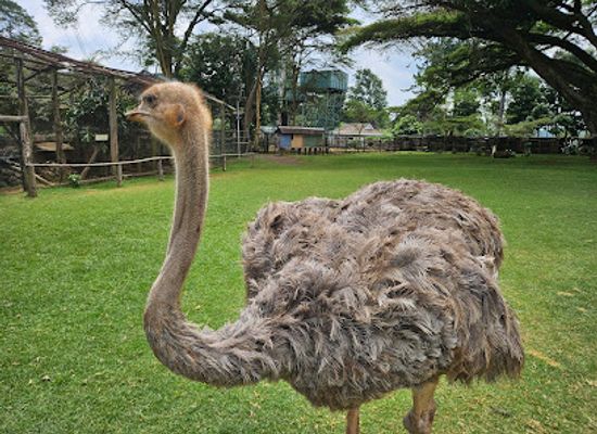 kenya/mount-kenya-region/landmark/mount-kenya-wildlife-conservancy