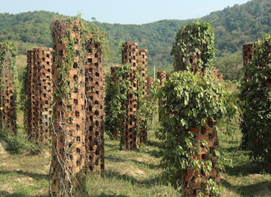 cambodia/kep/landmark/kampot-pepper-farm