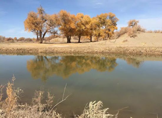 mongolia/dzungarian-basin/landmark/ejina-populus