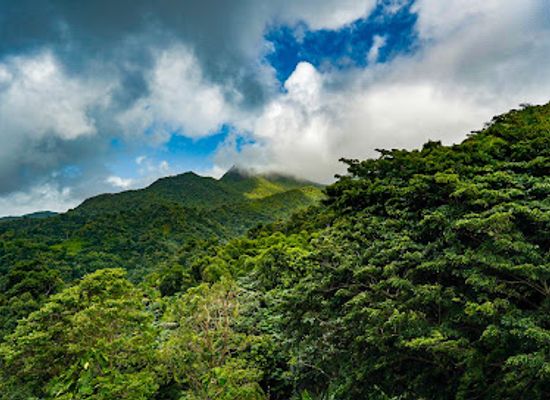 puerto-rico/sierra-de-cayey/landmark/el-yunque-national-forest