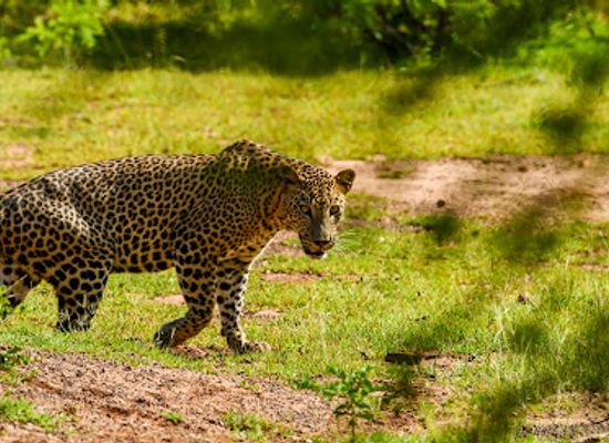 sri-lanka/yala-national-park/landmark/lunugamvehera-national-park-yala-block-vi-by-wildtrails-safari
