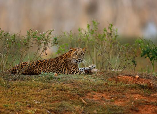 sri-lanka/yala-national-park/landmark/leopard-safaris-yala