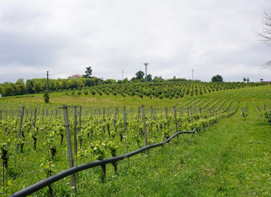 italy/monferrato/landmark/farm-bottazza