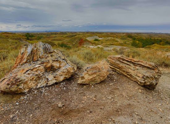 north-dakota/prairie-pothole-region/landmark/petrified-forest-loop