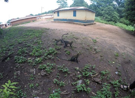 ghana/oti-region/landmark/boabeng-fiema-monkey-sanctuary