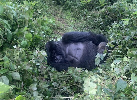 rwanda/gisenyi/landmark/green-hills-ecotours
