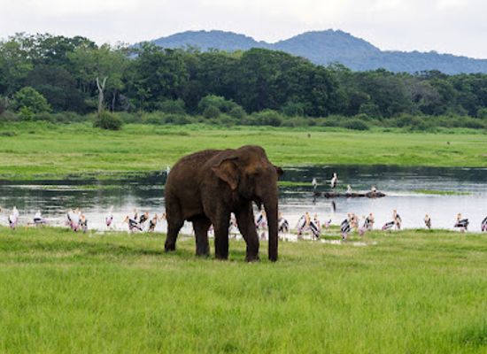 sri-lanka/minneriya-national-park/landmark/minneriya