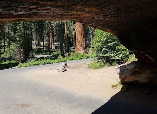 california/sequoia-national-park/landmark/sequoia-national-park-s-tunnel-log