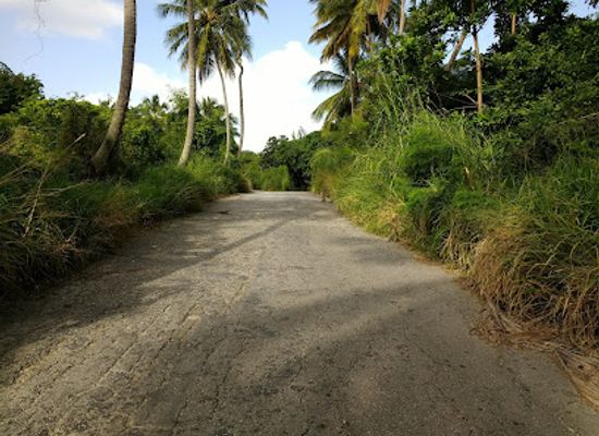 barbados/mullins/landmark/andromeda-botanic-gardens