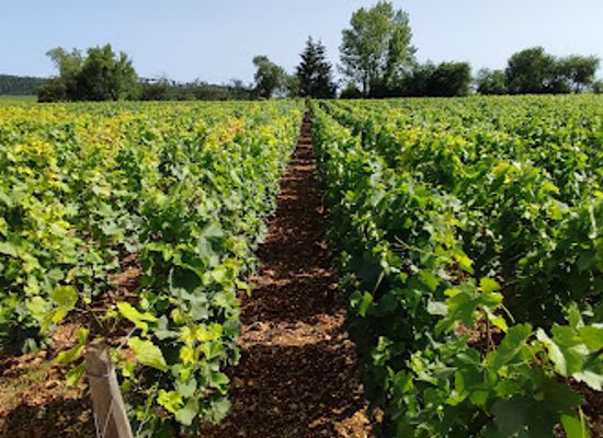 france/burgundy/landmark/domaine-de-l-universite-de-bourgogne