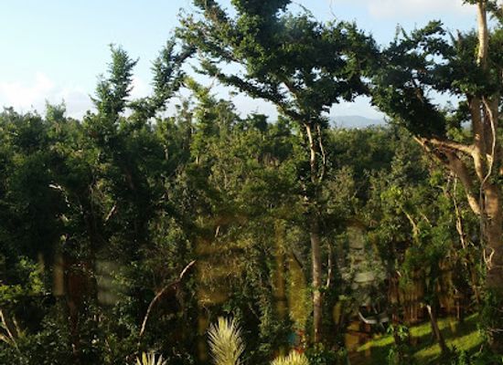 puerto-rico/caribbean-national-forest/landmark/bosque-estatal-del-nuevo-milenio