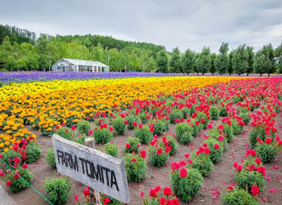 japan/hokkaido/landmark/farm-tomita